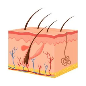 İzmir klinik dermatoloji muayenesi ve cilt hastalıkları değerlendirmesi